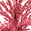 21444 - Cerezo (4)