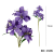 Morado