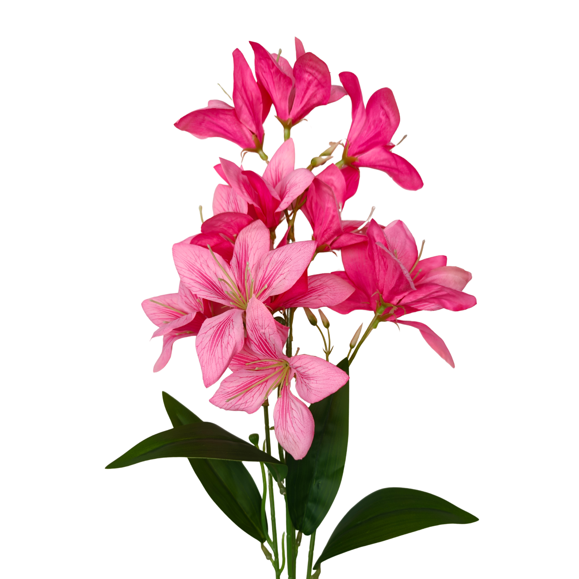 21227 - Rosa oscuro (2)