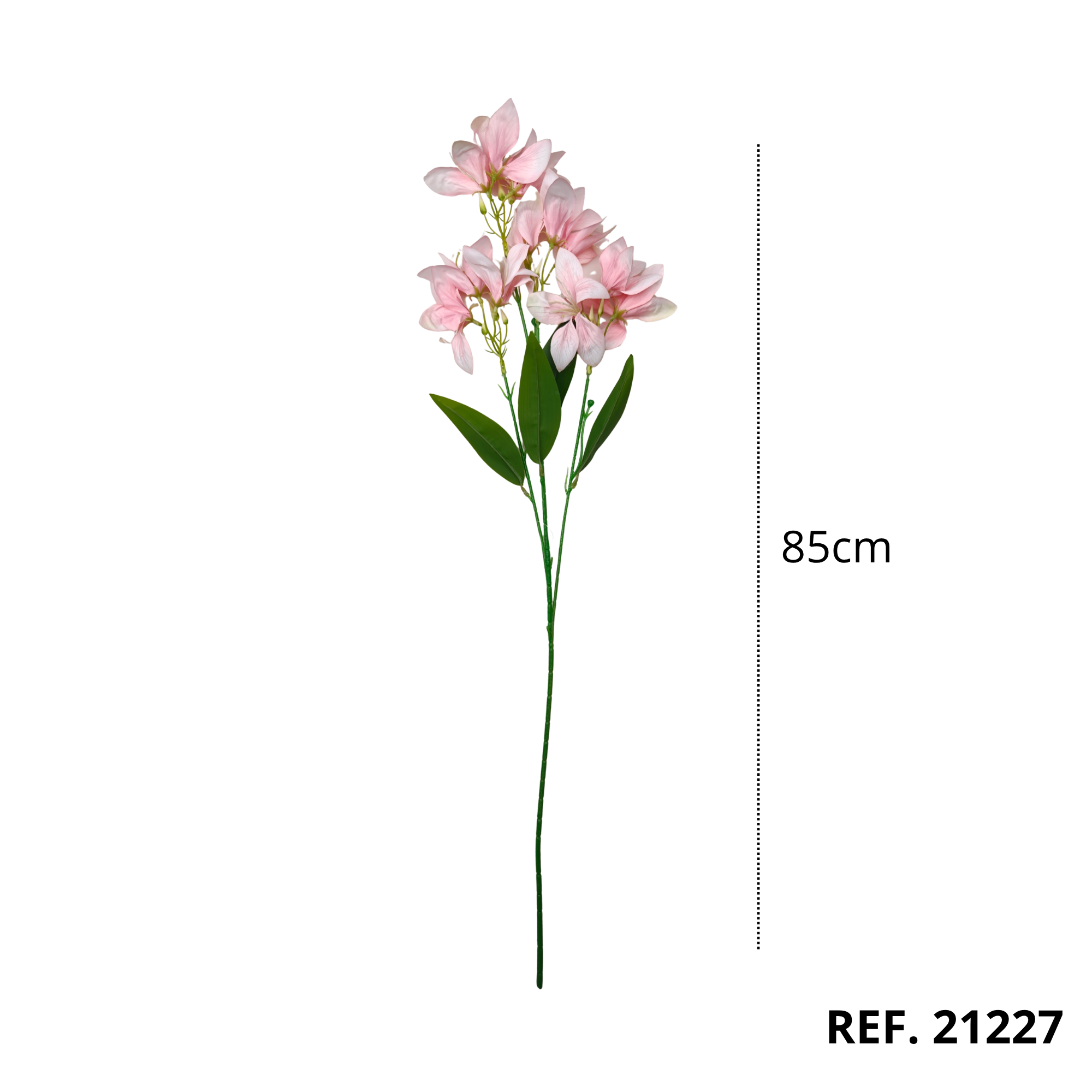 21227 - Rosa