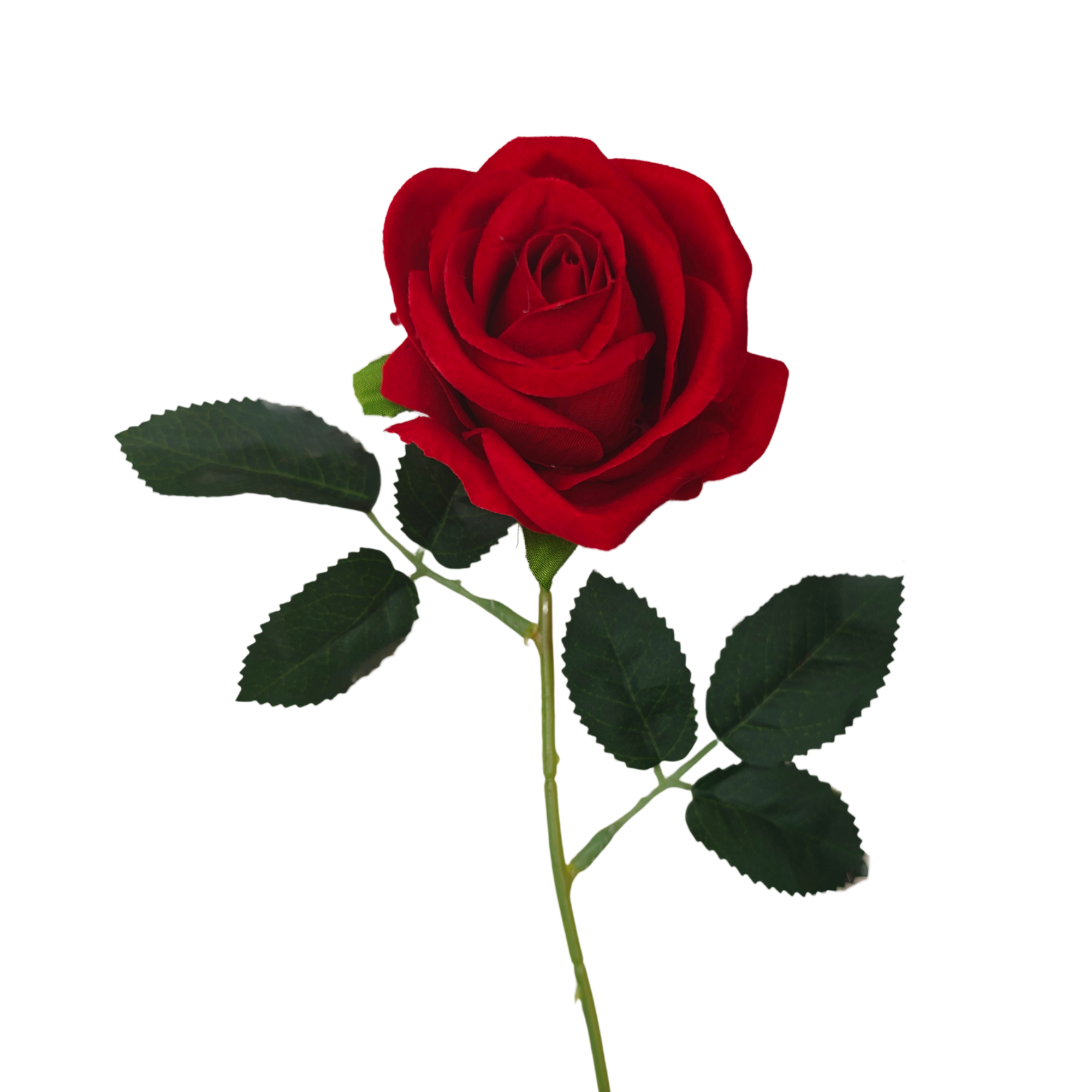 21991 - Rojo (2)