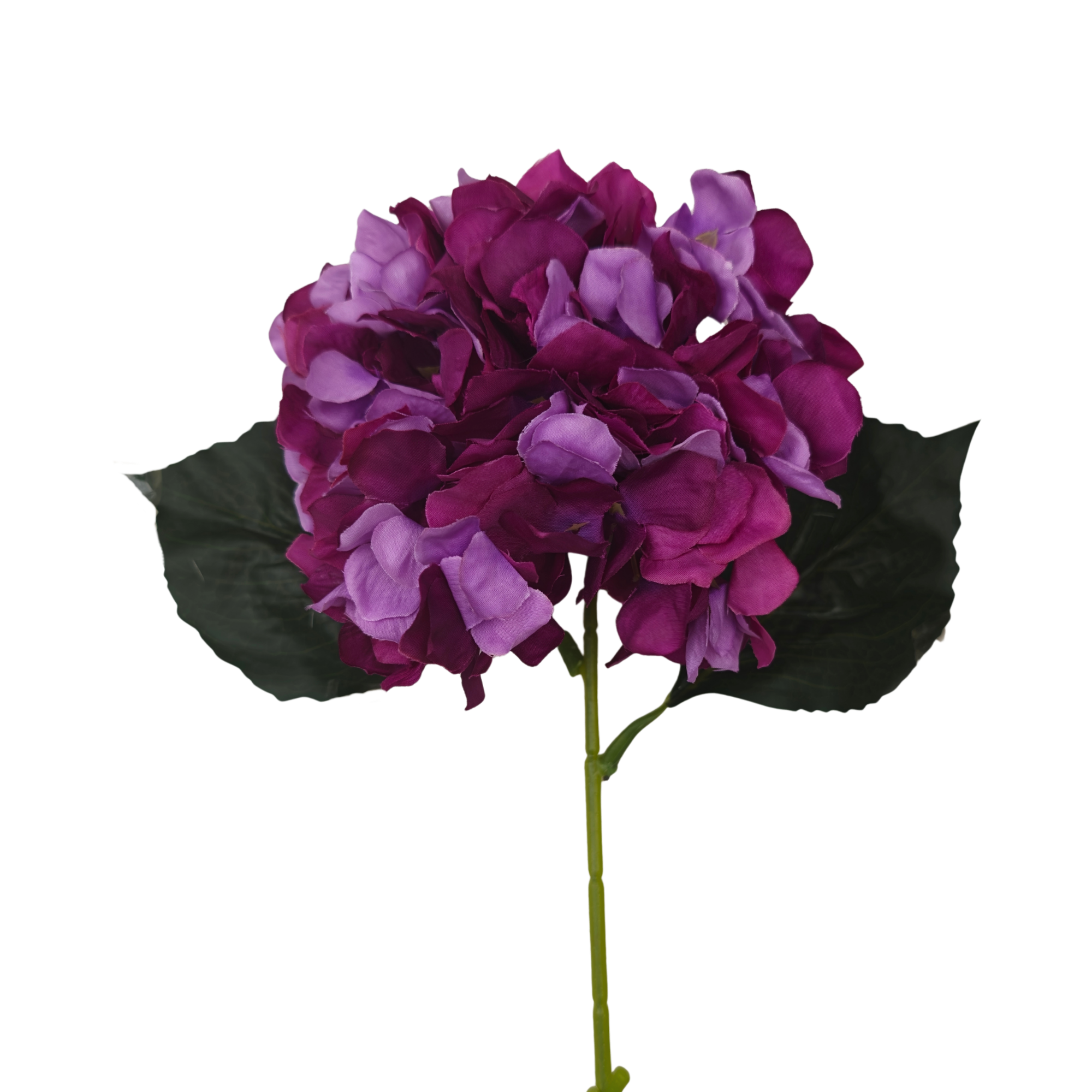 Morado (2)