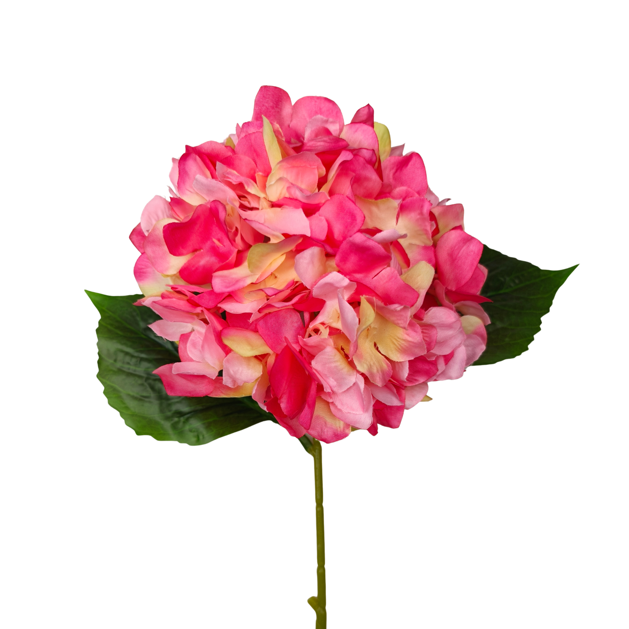 Rosa (2)
