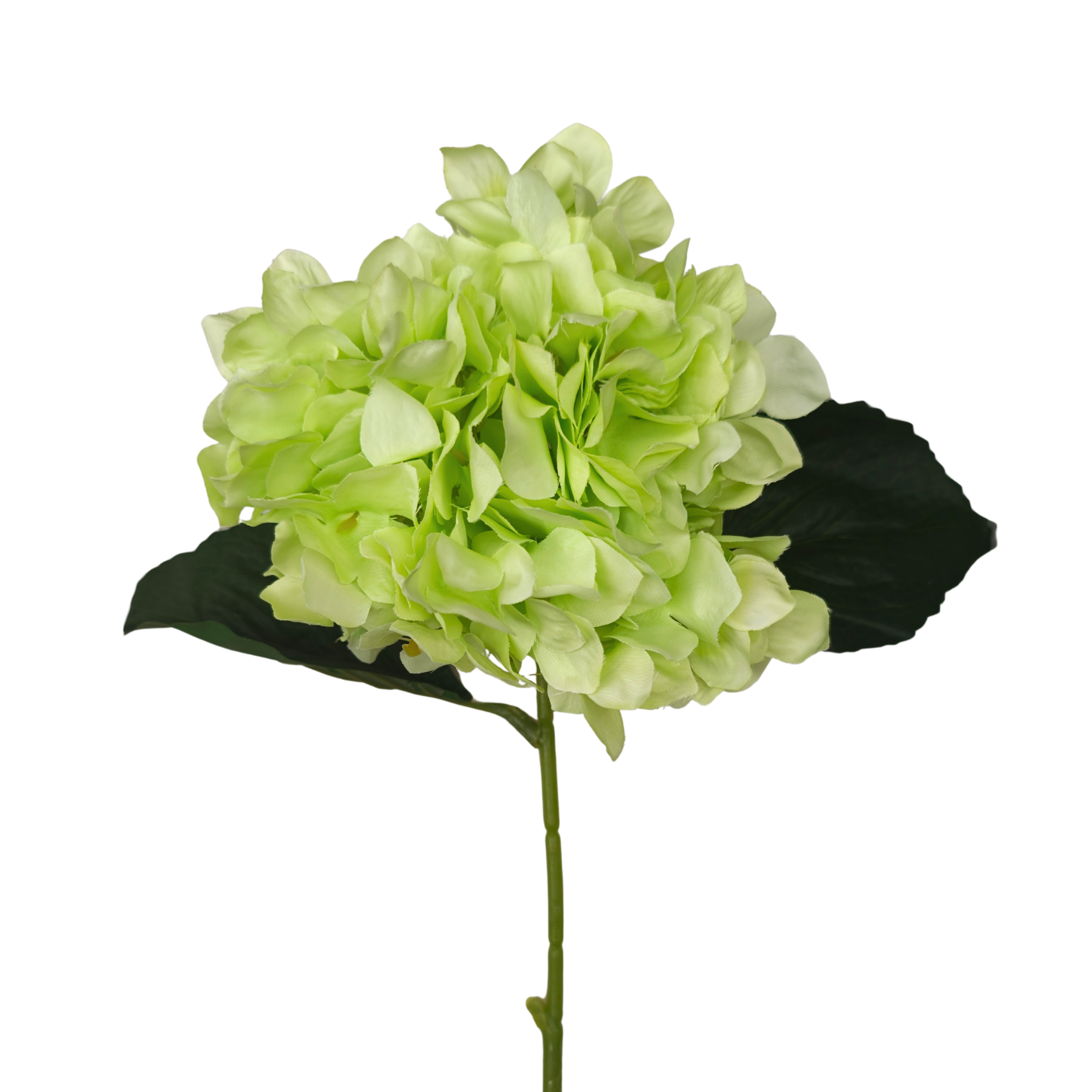 Verde (2)