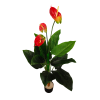 Planta artificial de anthurium de 117 cm colocada en salón