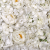 Blanco roto
