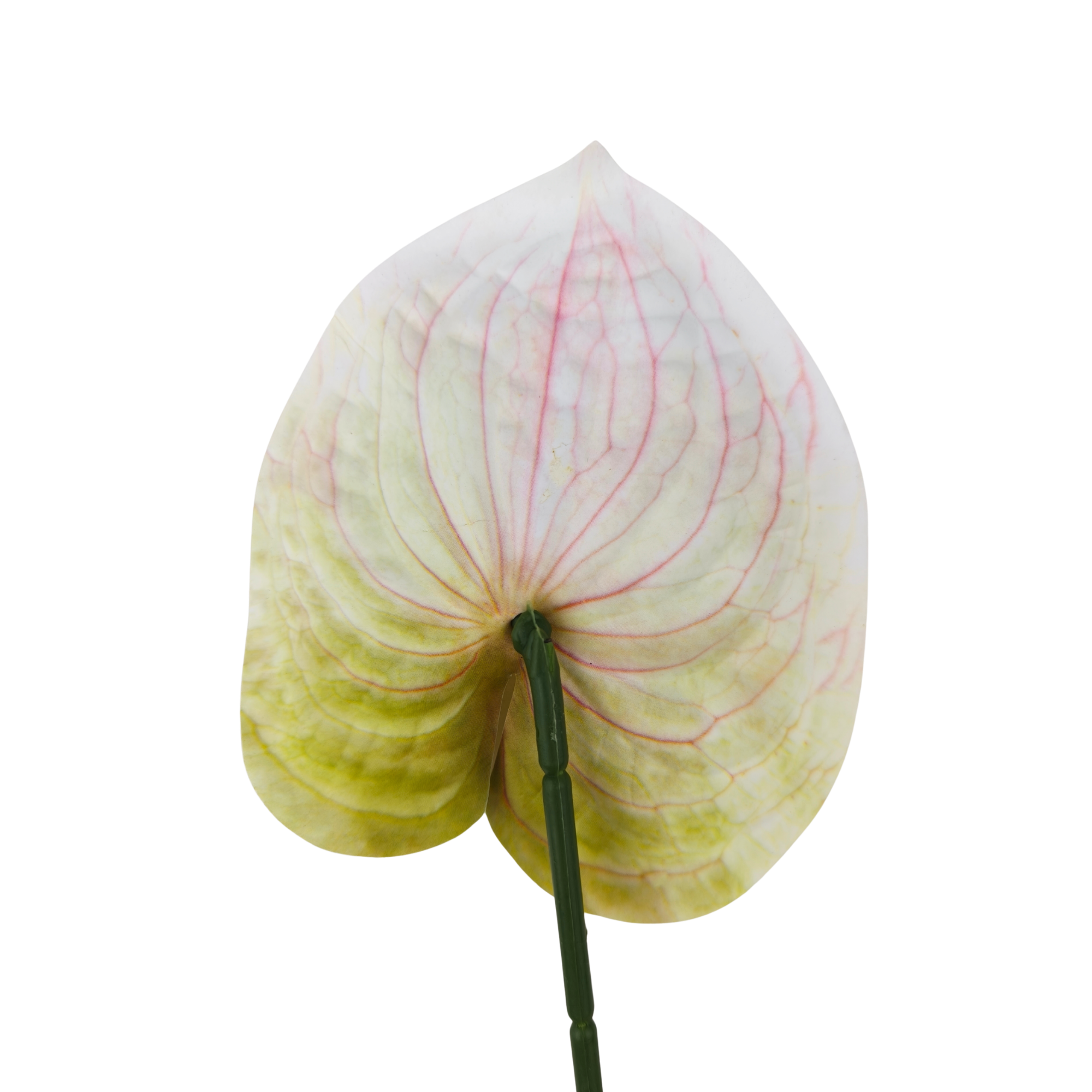 21057 - Blanco y verde (3)