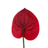 21057 - Rojo (3)
