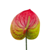 21057 - Rosa y verde (2)