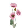 21113 - Rosa (2)