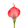 21353B - Naranja coral (2)