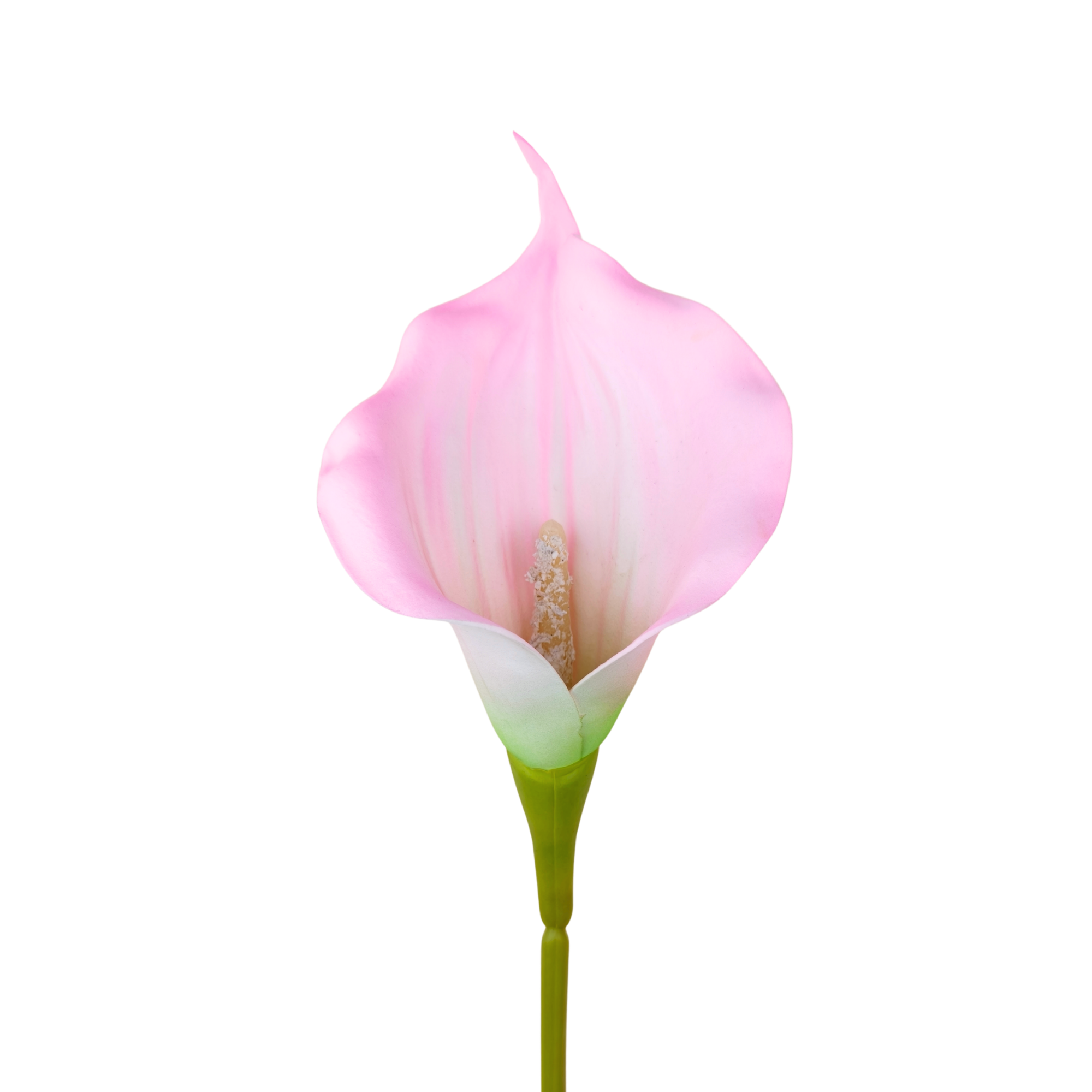 21353B - Rosa (2)