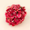 Fucsia (2)