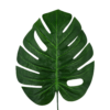 Verde claro (2)