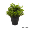 21563 - Maceta con bonsai (2)