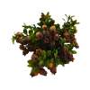 21888 - Ramo verde con bourvardias (3 colores) (4)