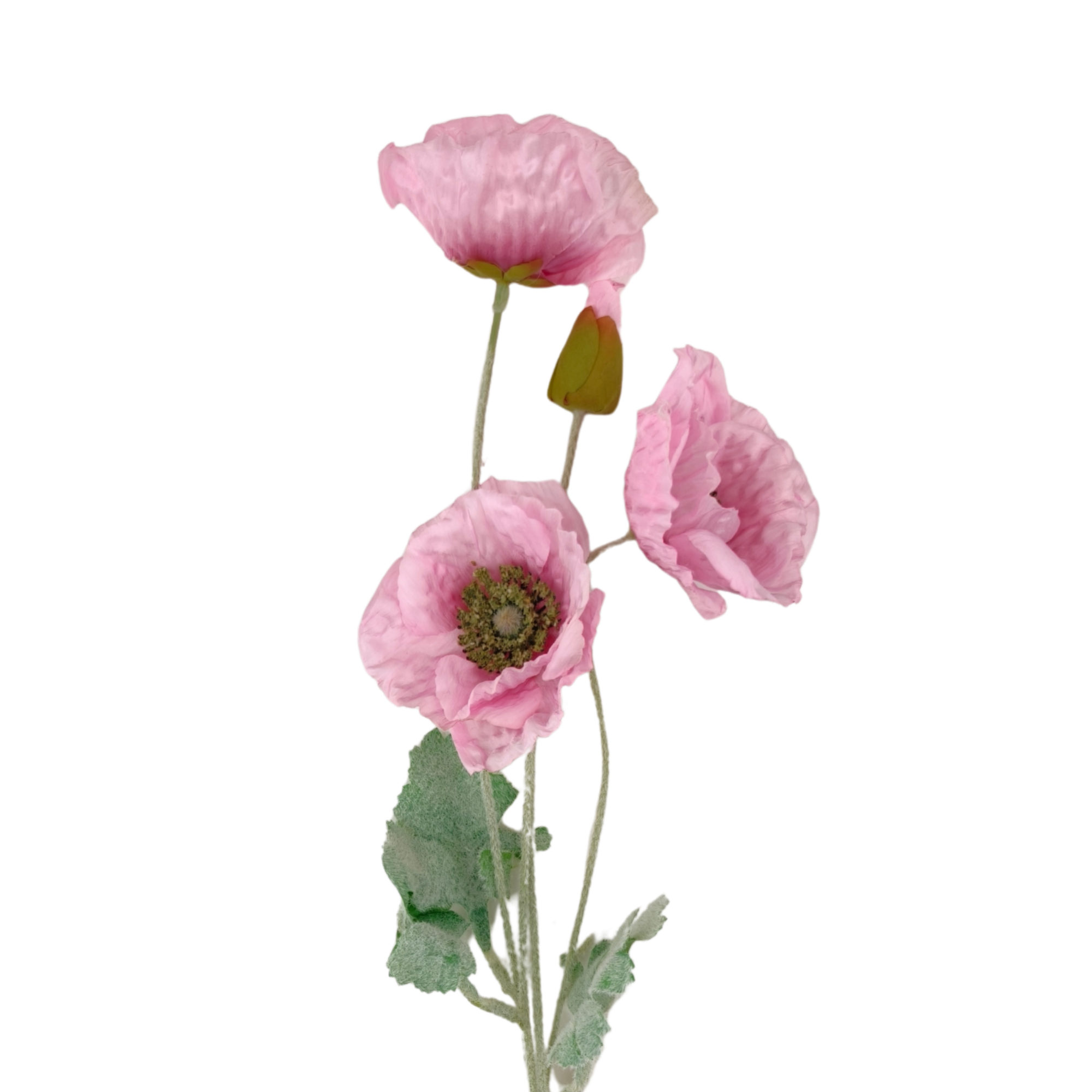 21113 - Rosa (2)