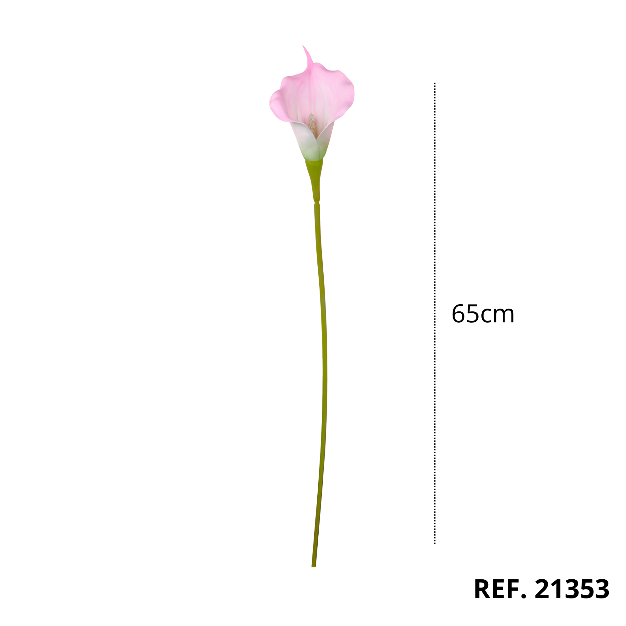 21353B - Rosa