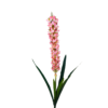 21294 - Vara de liatris (2)
