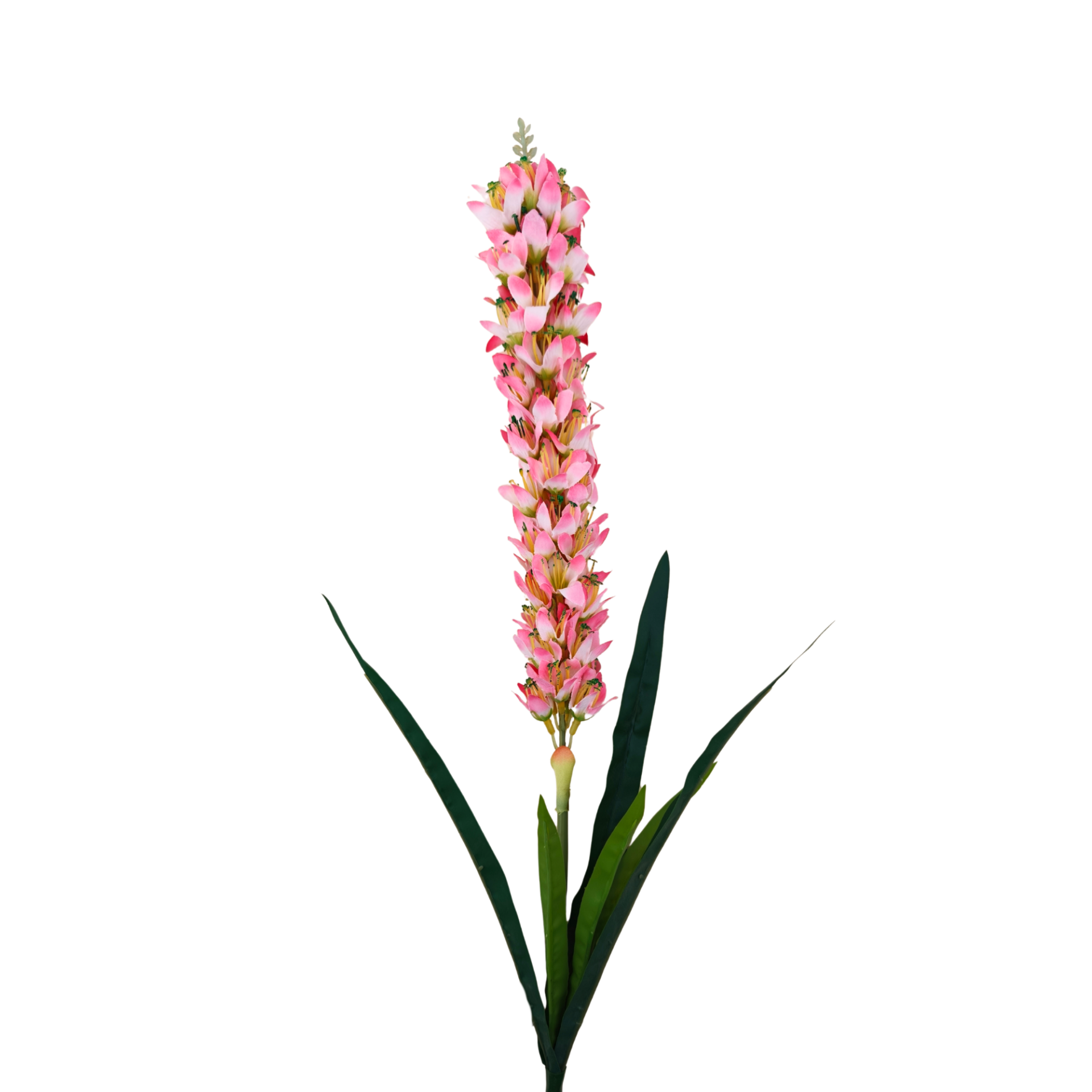21294 - Vara de liatris (2)